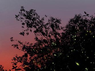 Fireflies Watching