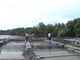 Marine Fish Farming