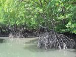 langkawi mangroves